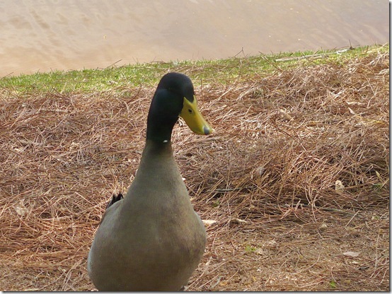 duck duck