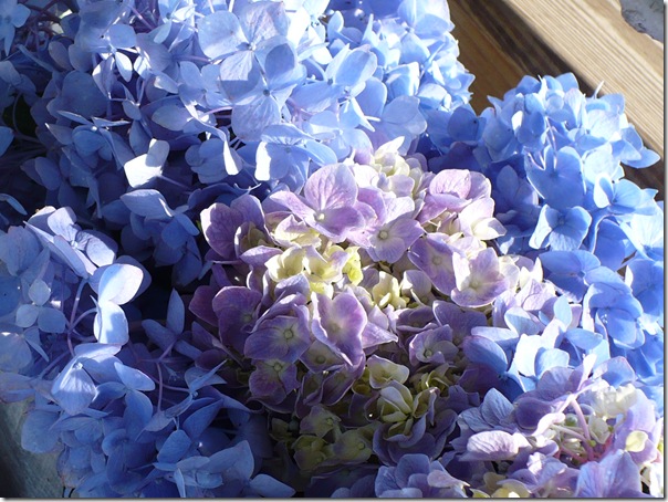 hydrangeas