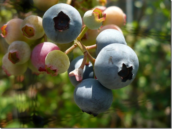 blueberries blueberries