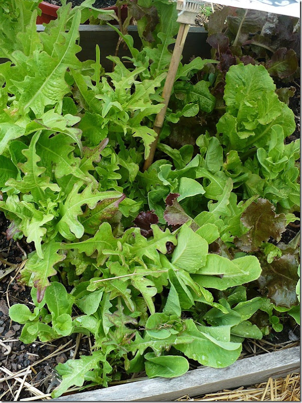 lettuce lettuce