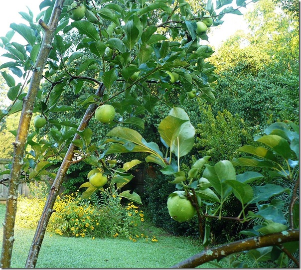 appletree appletree