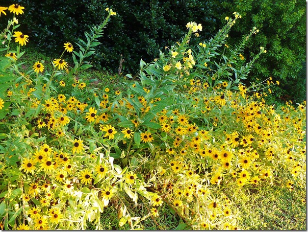 meadow meadow