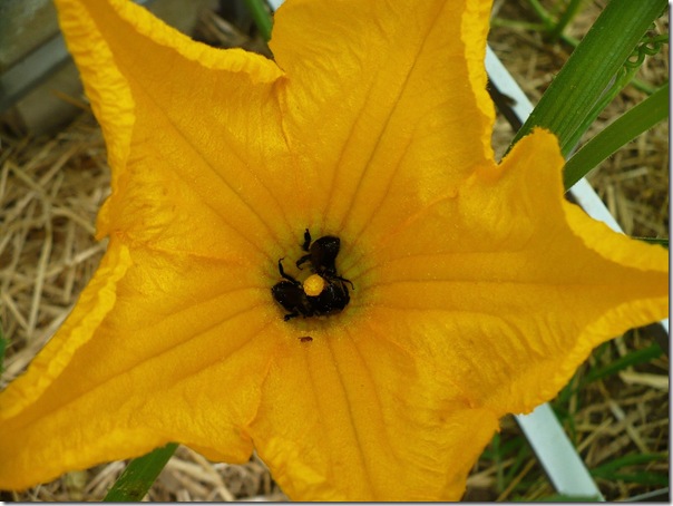 squashblossom squashblossom