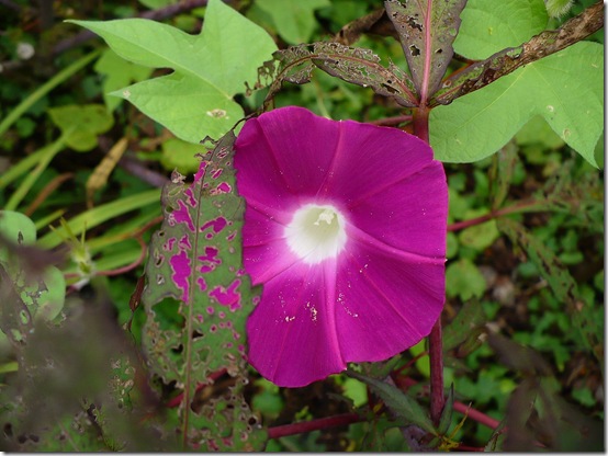 MorningGlory MorningGlory