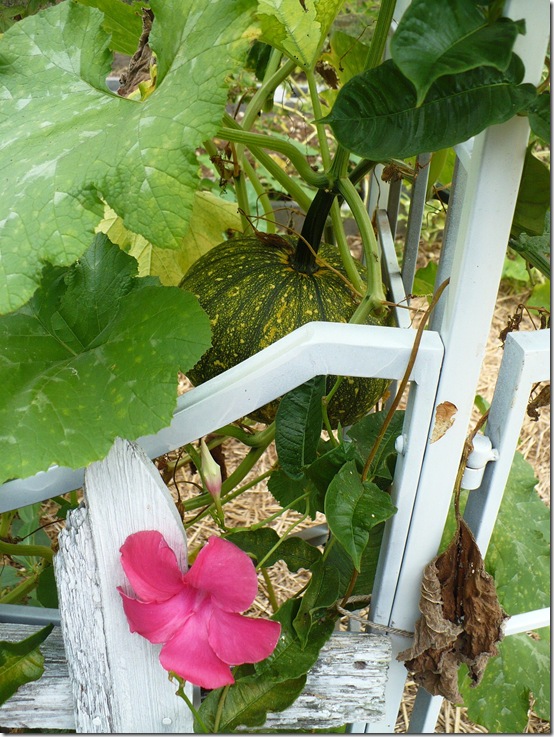 arborpumpkin