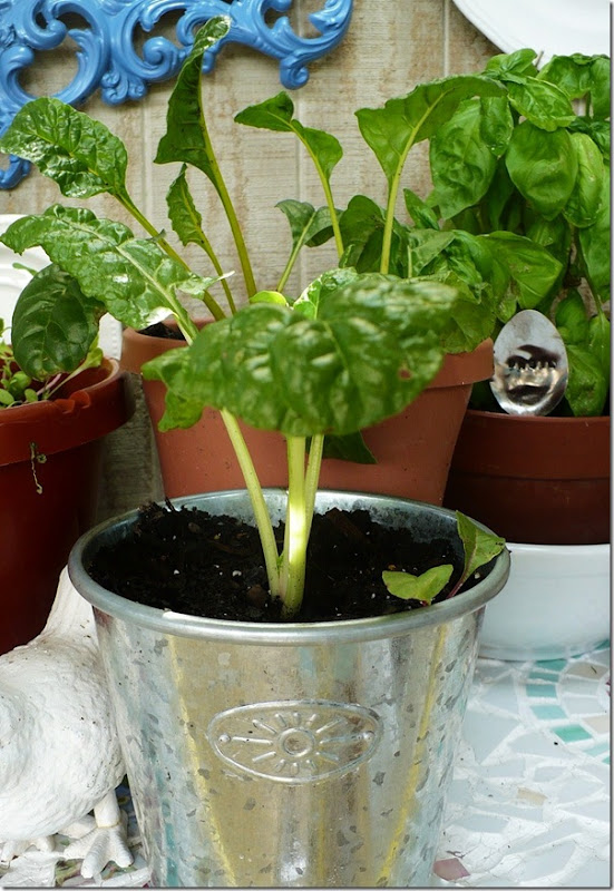 swisschard swisschard