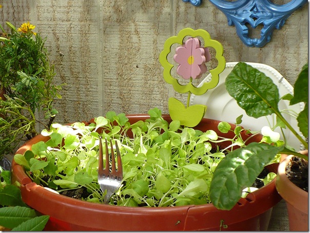 salad salad