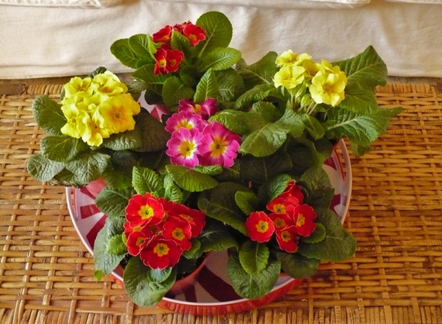 [Primroses3.jpg]