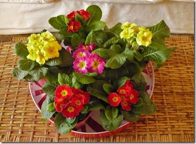 Primroses Primroses