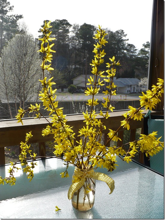 forsythiabranches