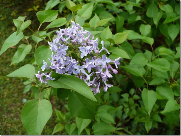 lilac lilac