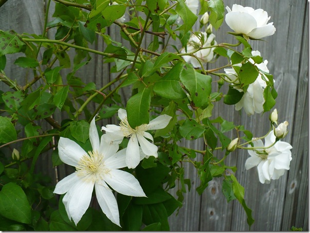 clematis clematis