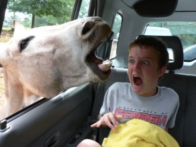 [scary-horse[2].jpg]