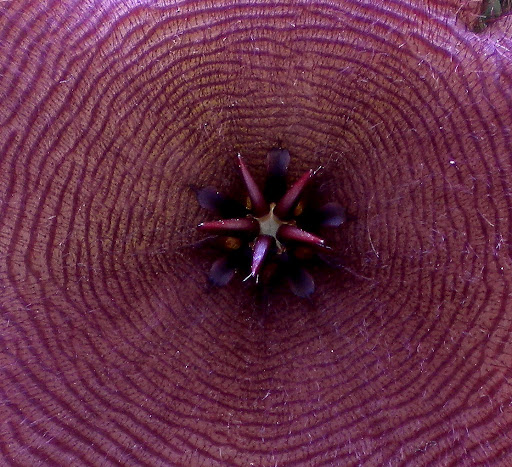 Stapelia gigantea