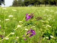 Cỏ linh lăng chiết xuất nước diệp lục