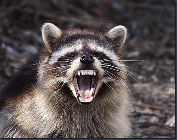 raccoon_small