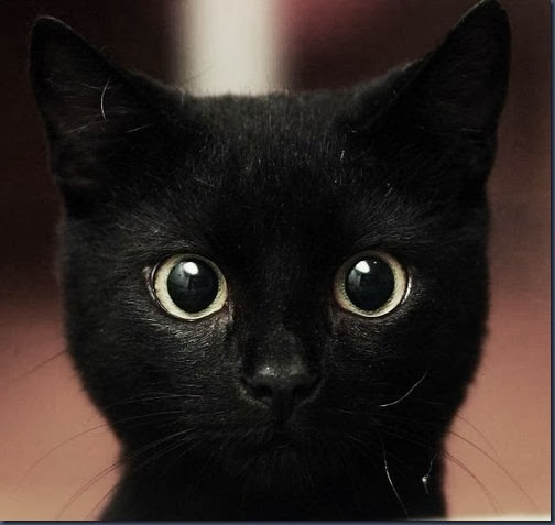 neaky,cute,smile,cat,eyes,c-19064336c6b4e48ab353b461baef9750_h_thumb%5B1%5D.jpg