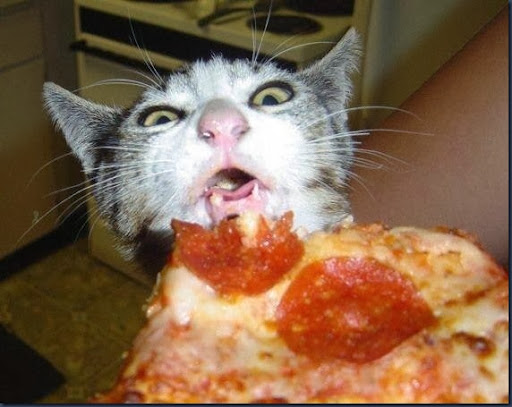 cat with pizza