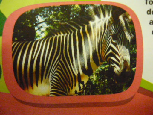 A zebra Imigrante