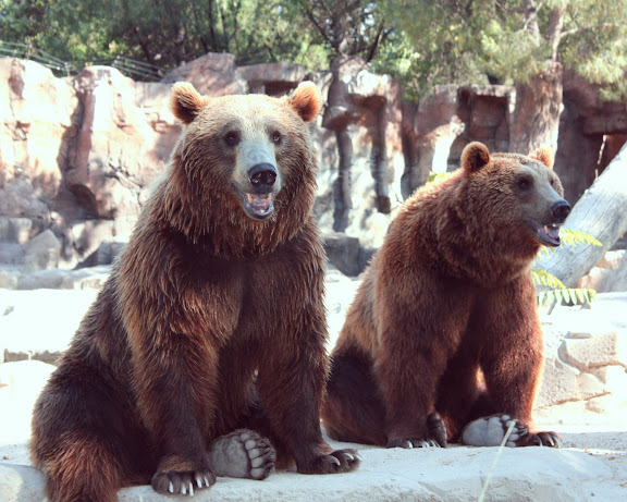 Osos Pardos