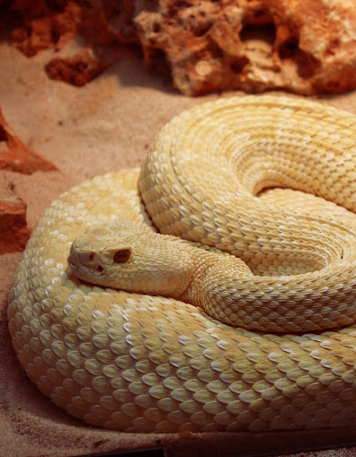 Serpiente Albina