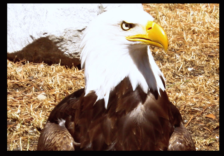 Àguila de Cabeza Blanca