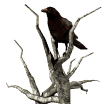 [animated crow[7].gif]