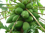 Paw paws growing on CFA land