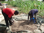 Ground nuts being sun-dried on CFA land