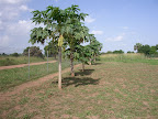 Completed fence-line and pawpaw trees clear of weeds and stumps