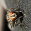 Flesh fly