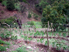 Vendo Finca 540 Hectareas Colonia Tovar Capachal