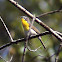 Yellow-breasted Chat