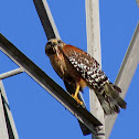 Red-shouldered Hawk 