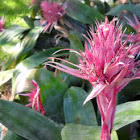 Bromeliad 