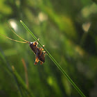 Dark Bush Cricket nymph