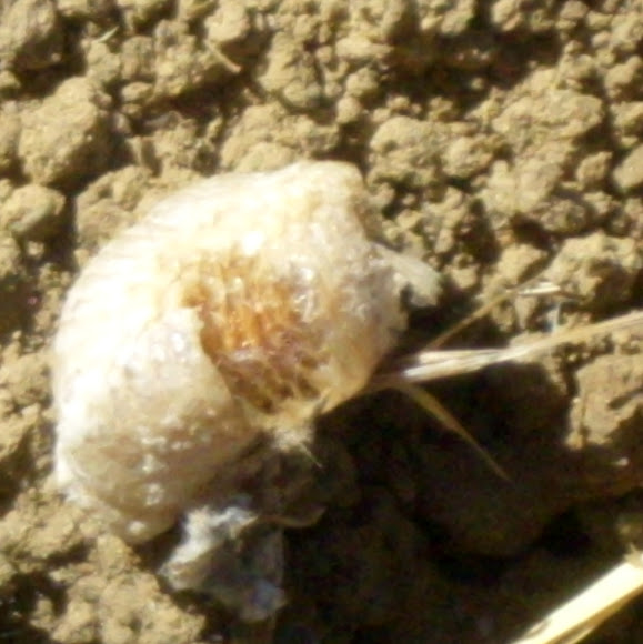 Spotting Image 1
