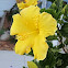Yellow Hibiscus