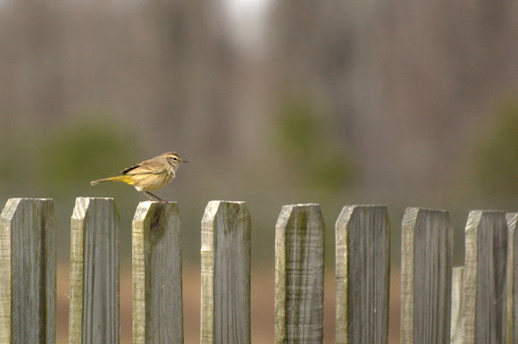 Spotting Image 1