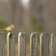 Palm Warbler