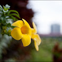 Ants..Flowers..Stem