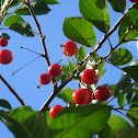 Cherry