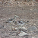 Stone Curlew