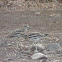 Stone Curlew