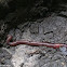earthworm