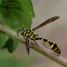 Paper Wasp