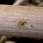 Araña Mangora acalypha, ninfa