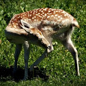White Tailed Deer