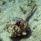 Haustellum haustellum