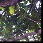 Common fig